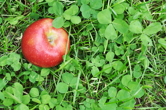 red apple in green clover grass - Powered by Adobe