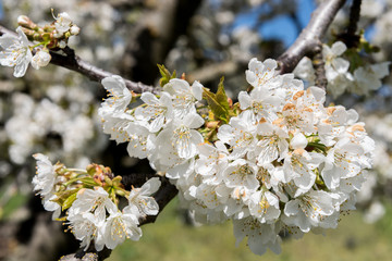 Cherry blossom flower (Spain)