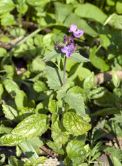 Unkraeuter, Unkraut, verwildert