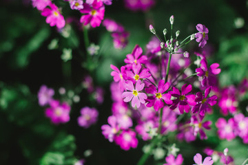 Obraz premium Pink flowers in the garden with lighting nature and hight shadow blurred background