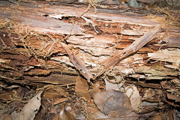 Old tree trunk detail texture