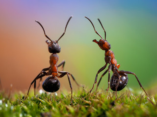 Two ant looking up raising his mustache. Beautiful background