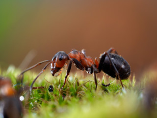 Portrait of an ant. Macro. Ant red forest. Moss green 