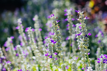 Salvia flower (salvia farinacea benth) in garden with blurred background