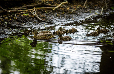 Family of ducks