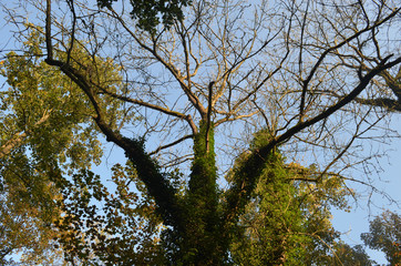 Bare tree with common ivy in morning sun against blue sky, Durnal, Yvoir, Wallonia