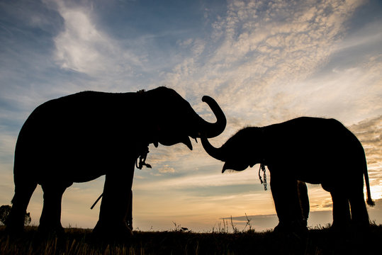 The silhouette of elephants, two elephant playing, blue sky and golden  background in Thailand