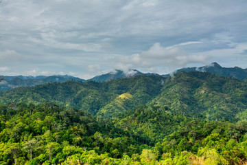 Fototapeta na wymiar Mountain and trees of the rain forest.