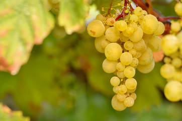 Fototapeta premium Green grapes on vine