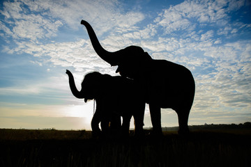 Fototapeta na wymiar The silhouette of elephants, two elephant playing, blue sky background in Thailand