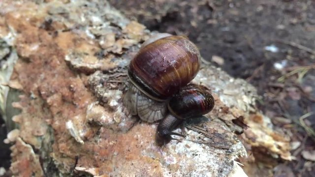 This video is about two snails crawling in the wild