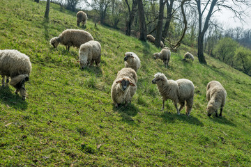 Fototapeta premium Sheep on a meadow in early spring 04