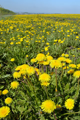 Поле одуванчиков