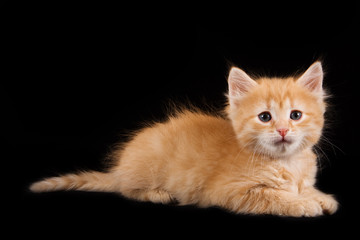 Touching ginger kitten on a black background