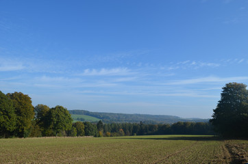 Rows of seedlings in corn field on a hill surrounded by forest on sunny autumn day, Yvoir, Wallonia