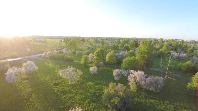 Aerial view of beautiful blossoming apple-tree garden. Aerial footage.