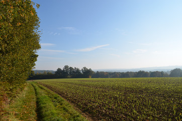 Rows of seedlings in corn field on a hill surrounded by forest on sunny autumn day, Yvoir, Wallonia