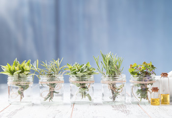 Herbs on wooden background. Mint, thyme, balm and other medicinal herbs