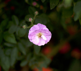 Obraz premium rose
