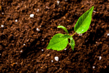 New life. Young sprout in springtime,Closeup.