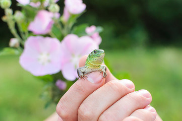 Green lizard