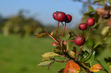 Crataegus monogyna, common hawthorn or single-seeded hawthorn, growing in hedge lining meadow in Yvoir, Wallonia