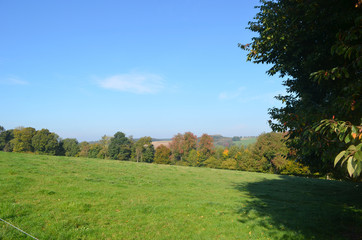 Fototapeta premium Line of trees in green rural landscape in hills in Wallonia on sunny autumn day, Durnal, Yvoir