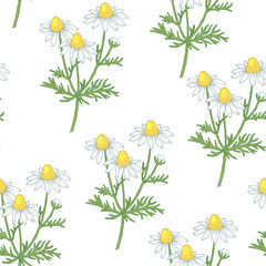 Seamless pattern with medical herbs.