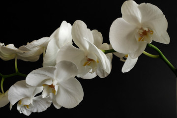 Fototapeta na wymiar white orchids on the black background