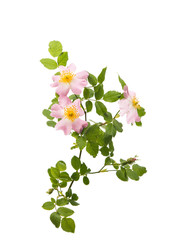Obraz premium wild rose flower isolated