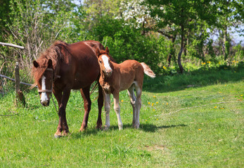 Horse and foal together
