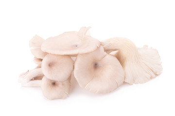 Fototapeta na wymiar Mushroom on white background.
