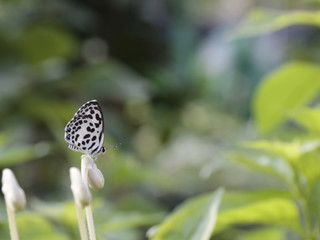 Butterflies and Flowers