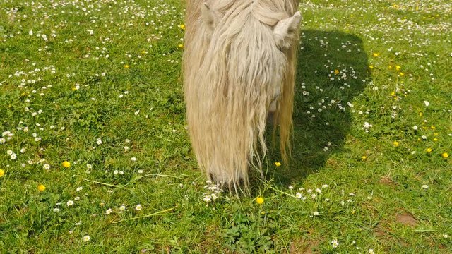 poney en p&acirc;ture