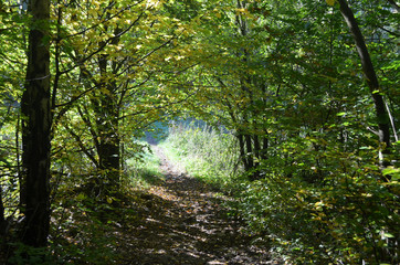 Small forest trail through autumn forest , Yvoir, Wallonia, the Ardennes