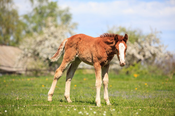 foal on the blossom tree background
