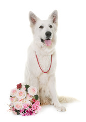 White Swiss Shepherd Dog