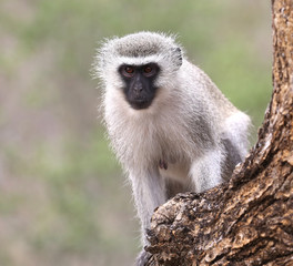 Naklejka premium wild velvet monkey in Kruger National Park, South Africa.