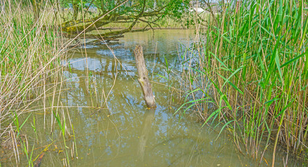 Shore of a lake in spring