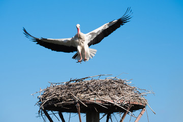 Stork lands on the nest, Salburua park, Alava (Spain)