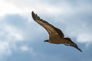 Fototapeta na wymiar Griffon vulture in Duraton Canyon Natural Park in Segovia (Spain)