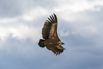 Griffon vulture in Duraton Canyon Natural Park in Segovia (Spain)