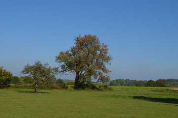 Rural area with trees and green meadows on rolling hills, Yvoir, Wallonia