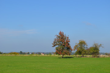 Rural area with trees and green meadows on rolling hills, Yvoir, Wallonia