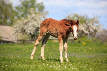foal on the blossom tree background
