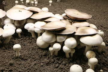 Culture du champignon de Paris / champignonnière