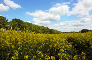 Blooming rapeseed field
