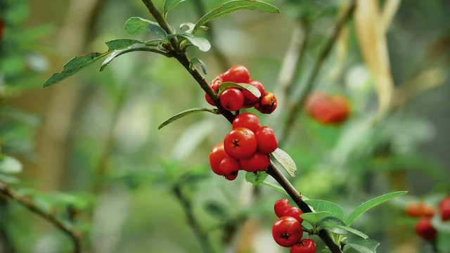 Briar, wild rose hip shrub in nature, 4k