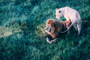 Beautiful Lions in Savannah