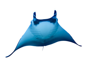 Manta Ray isolated on white background